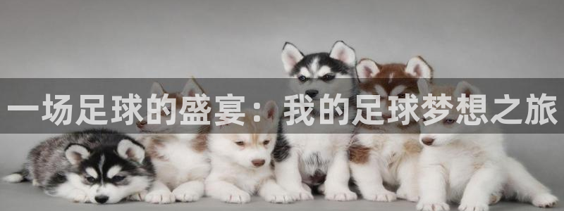  意昂体育网页登录入口入口官网网页版：一场足球的盛宴：我的足球